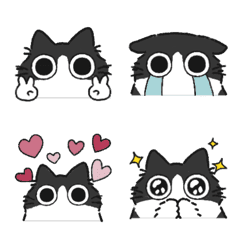 Black & white chubby cat (Long-haired)