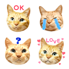 茶トラ猫 気持ちつたわる 絵文字