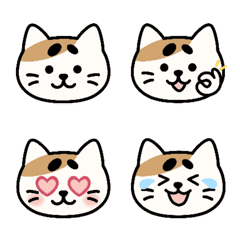 EUNHAENG IS CALICO CAT