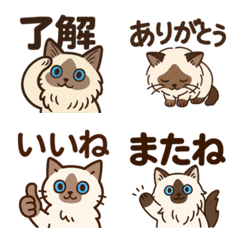 Cute Ragdoll Cat Daily Emojis
