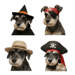 คอสเพลย์จิ๋ว Schnauzer