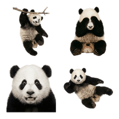 แพนด้าน้อย ภาพจริง