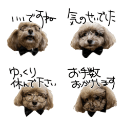 The toy poodle Dandy's dog Emoji