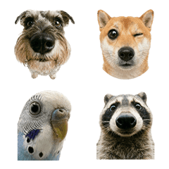 魚眼レンズで撮った動物たち 犬多め