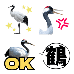 Adult-cute red-crowned crane