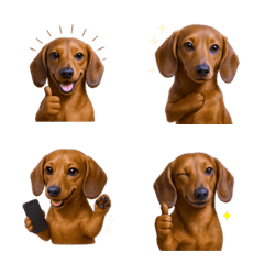 好用！臘腸狗表情貼