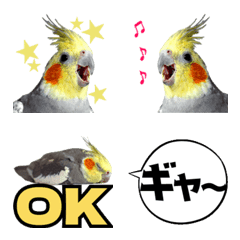 Cockatiel is a Parrot!