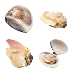 Domestic clams