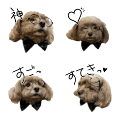 The toy poodle Dandy's dog Emoji2
