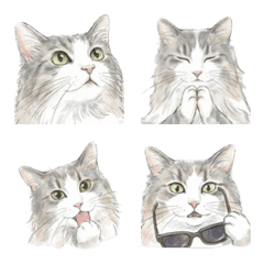 挪威森林貓 表情貼：各種表情