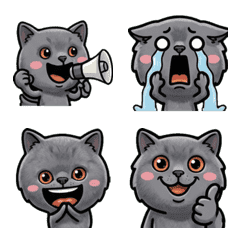 Anim. Overreaction British Shorthair 2