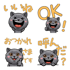 Anim. Overreaction British Shorthair 4