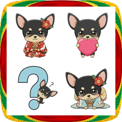 チワワ♥ブラックタン