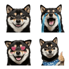 Overreacting Black Shiba Daily Emoji