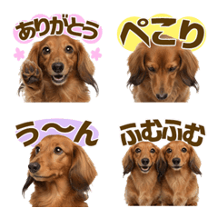 Great All Year Round! Dachshund