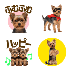 Great All Year Round! Yorkie