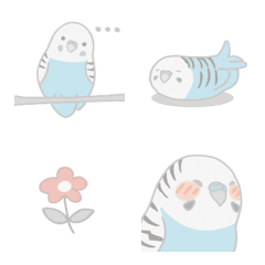 Blue and white budgerigar