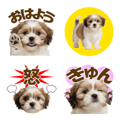 Great All Year Round! Shih Tzu