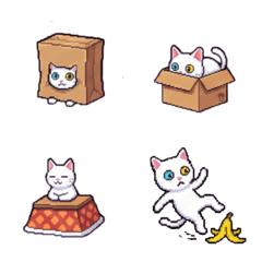 White cat with heterochromia2