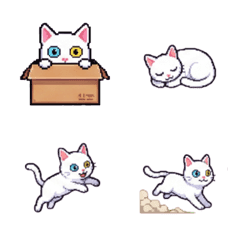 White cat with heterochromia3