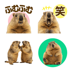 Great All Year Round! marmot