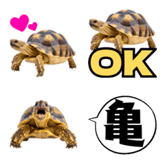 A Laid-Back Tortoise's Daily Life