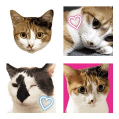 verycute cat510