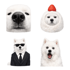 Super cute Samoyed emoji