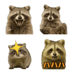 Realistic Raccoon2