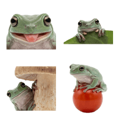 화이트 트리프로그 실사