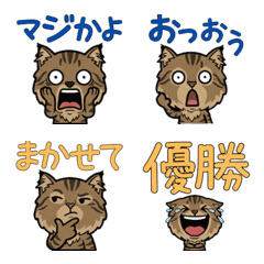 Anim. Am. Bobtail 4 Text