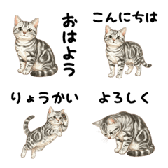 アメショのあいさつ絵文字