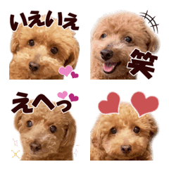 トイプードルのモコちゃん【絵文字４】写真