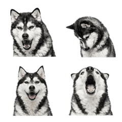 【喜怒哀楽の表情】ハスキー