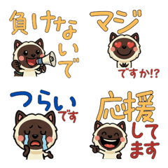 Anim. Polite Colorpoint 6