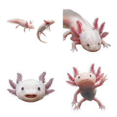 Axolotl realistis