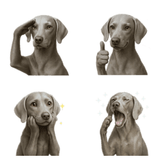 Lucu! Emoji Weimaraner