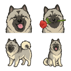 荷蘭毛獅犬（狗）