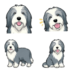 Bearded Collie (Dog)