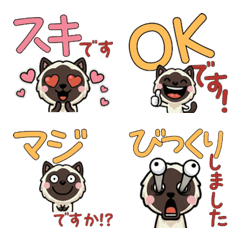 Anim. Polite Birman 6th