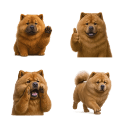 น่ารัก! อีโมจิ เชาเชา