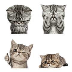 エキゾチックショートヘア7