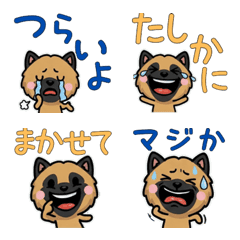 Overreaction Belgian Shepherd 3rd