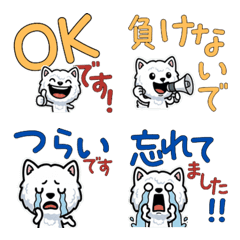 Anim. Polite Bolognese 6th