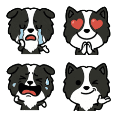 Anim. Border Collie 2nd