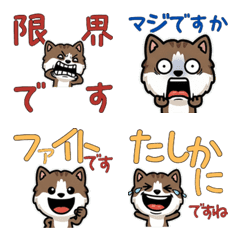 แมวแมงซ์ดุ๊กดิ๊ก 6th สุภาพ