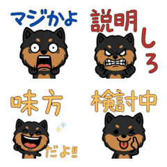 แมนเชสเตอร์ เทอร์เรียดุ๊กดิ๊ก 4th