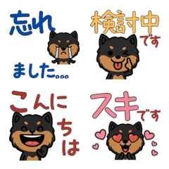 แมนเชสเตอร์ เทอร์เรียดุ๊กดิ๊ก 6th