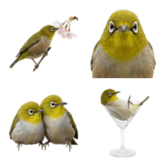 Burung kacamata Jepang realistis