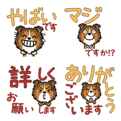 Anim. Polite Rough Collie 6th